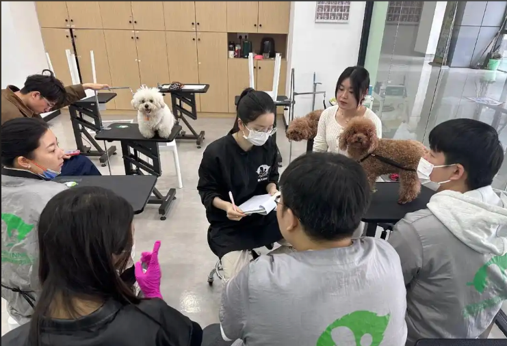 贵港市宠物美容学习宠物美容培训学校 - 排名